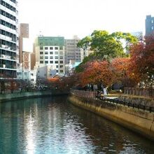 薬院新川の紅葉が深まる秋を告げる
