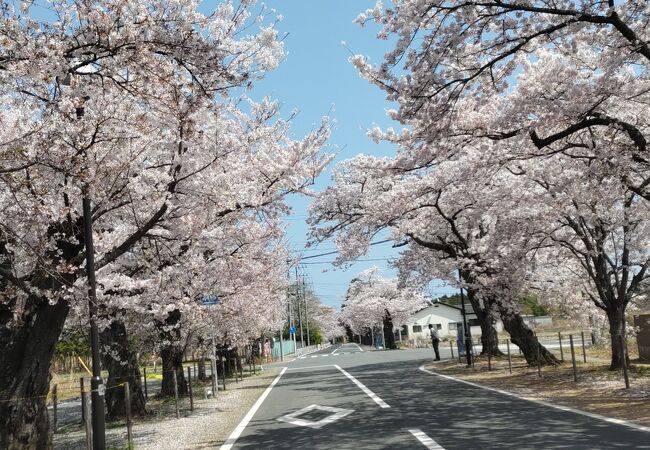 夜の森桜並木(北側)