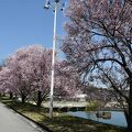 自然に恵まれた地にある養命酒工場