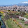 白石川千桜公園