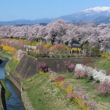 桜や草木が満開の晴れた日には、残雪の蔵王連峰も豪華な春景色