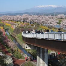 白石川千桜公園は、しばた千桜橋の展望デッキから眺めるほか…、