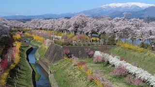 しばた千桜橋の展望デッキから見下ろすこの公園の春景色は豪華絢爛