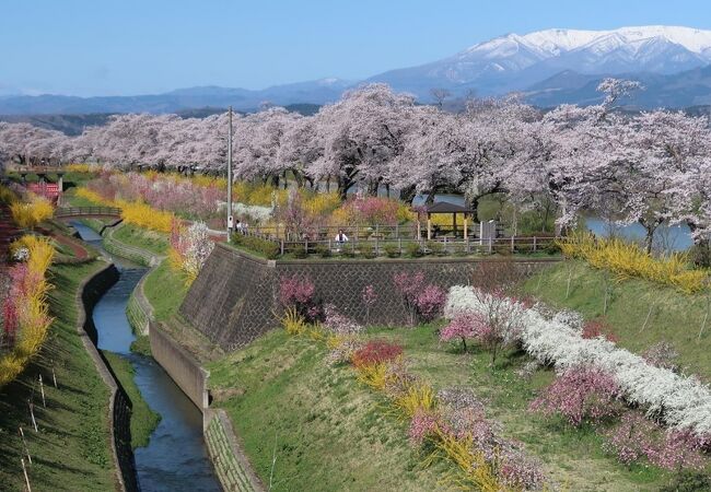 しばた千桜橋の展望デッキから見下ろすこの公園の春景色は豪華絢爛