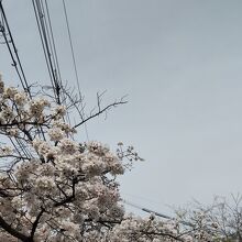 境内の桜