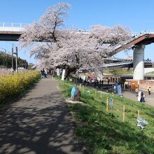 JR船岡駅から桜の並木道を行くと、こんな感じで見えてきます。