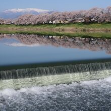 堰のちょっと上流の水面に映る桜並木と残雪の蔵王連峰が見事