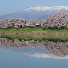 …堰のちょっと上流の水面に映る桜と蔵王連峰を撮るため