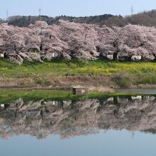 桜並木だけが水面に映る様子も風情あり。