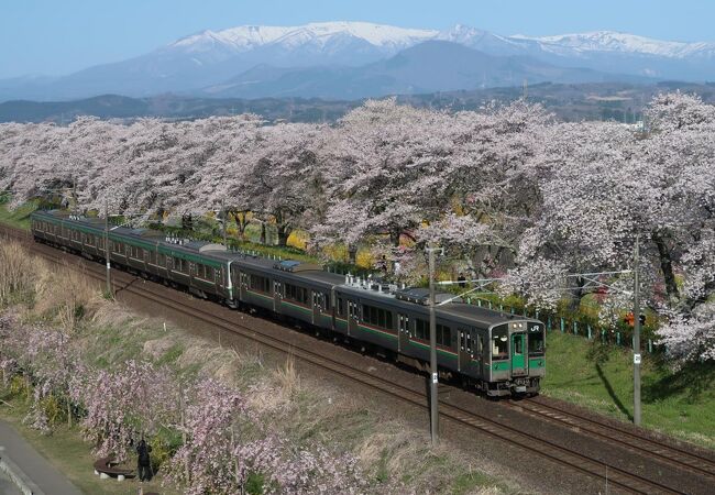 白石川堤一目千本桜の人気撮影スポットの一つ