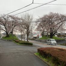 桜の一里塚です