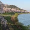 この橋からは、白石川に沿って続く白石堤一目千本桜の並木道が一望できます