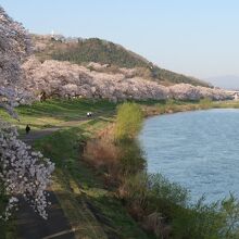 さくら歩道橋から見た白石川堤一目千本桜の並木道