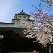 桜が見頃だった