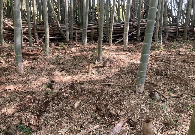 芝山観光竹の子園