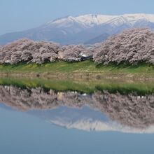 韮神堰から見た白石川堤一目千本桜の桜並木と蔵王連峰。