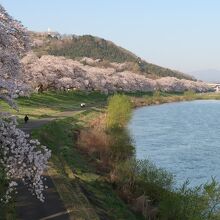 さくら歩道橋から見た白石川堤一目千本桜の並木道