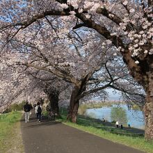 植樹から100年を経た桜の古木の並木道を歩いて行きましょう