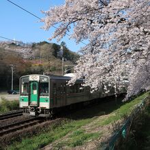 桜の並木道の傍らを東北本線の電車や貨車が通ります。