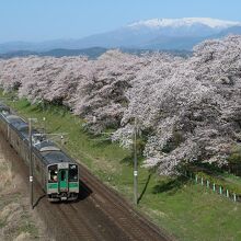 しばた千桜橋からは、桜並木＋電車＋蔵王連峰の眺めが楽しめます