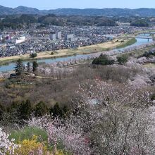 船岡平和観音の足元からも白石川沿いに続く桜並木が見えます。