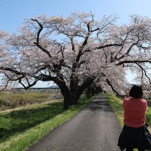 船岡駅寄りには、日本一太いソメイヨシノの巨木も見られます