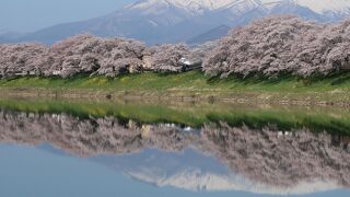 白石川堤一目千本桜