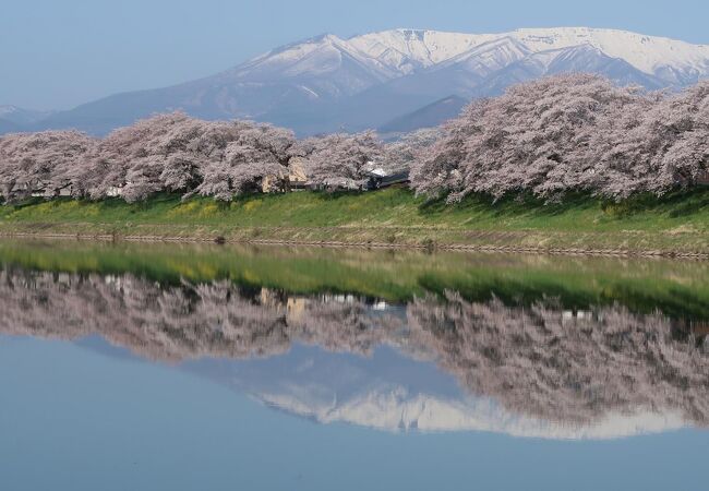 白石川堤一目千本桜