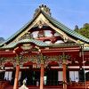 枝垂れ桜が見頃だった