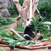 パンダを見に行きました
