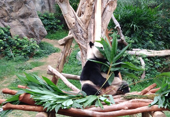パンダを見に行きました