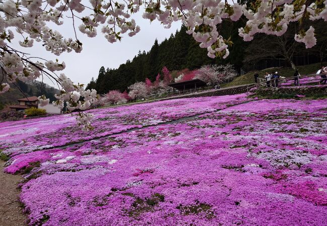 國田家の芝桜