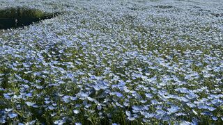 志摩市観光農園