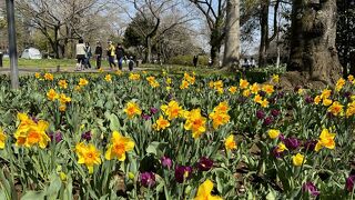 お花見には早かった