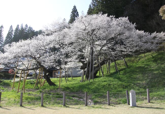 臥龍桜