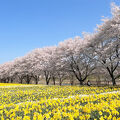 水仙と桜の優しい色合い、朝行くならば、何時がおすすめ？