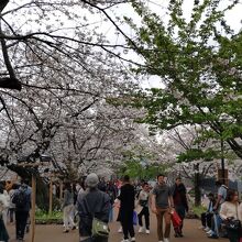 千鳥ケ淵緑道