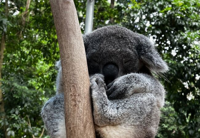 コアラに最接近！　なんだここ最高！