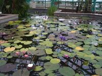 草津市立水生植物公園みずの森