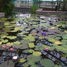 草津市立水生植物公園みずの森