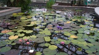 草津市立水生植物公園みずの森