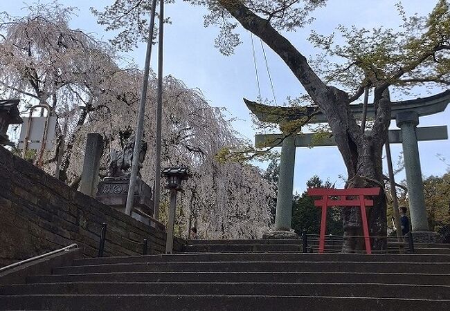 福井市の観桜ポイントはここ