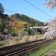 白石川堤一目千本桜の並木道から見た、船岡城址公園遠景。