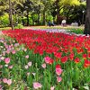 横浜公園のチューリップ