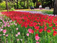 横浜公園のチューリップ