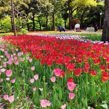 横浜公園のチューリップ