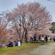 きれいな桜を見ながらの食事が楽しい！