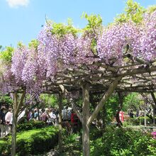 亀戸天神社 藤まつり