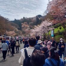 観桜期臨時バス (吉野駅～中千本)