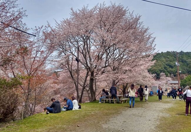 中千本公園